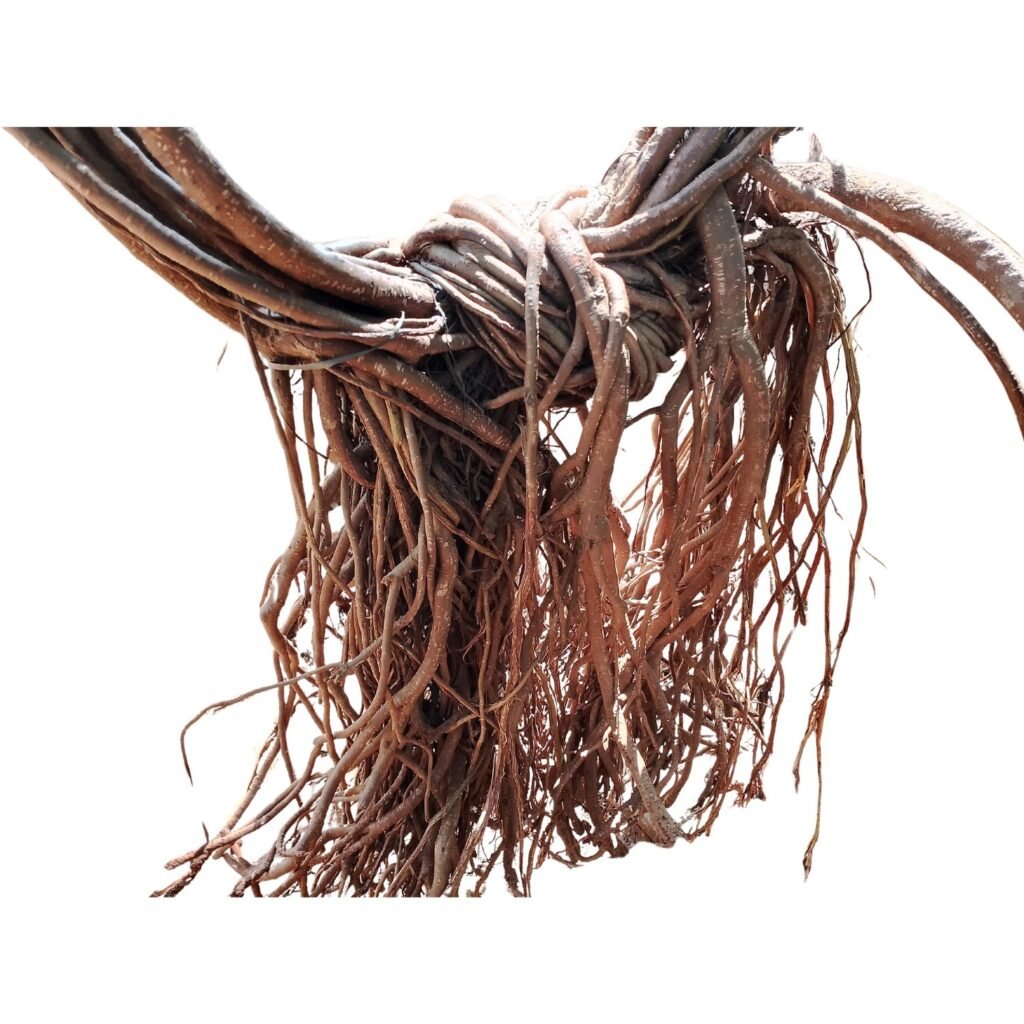 banyan tree root