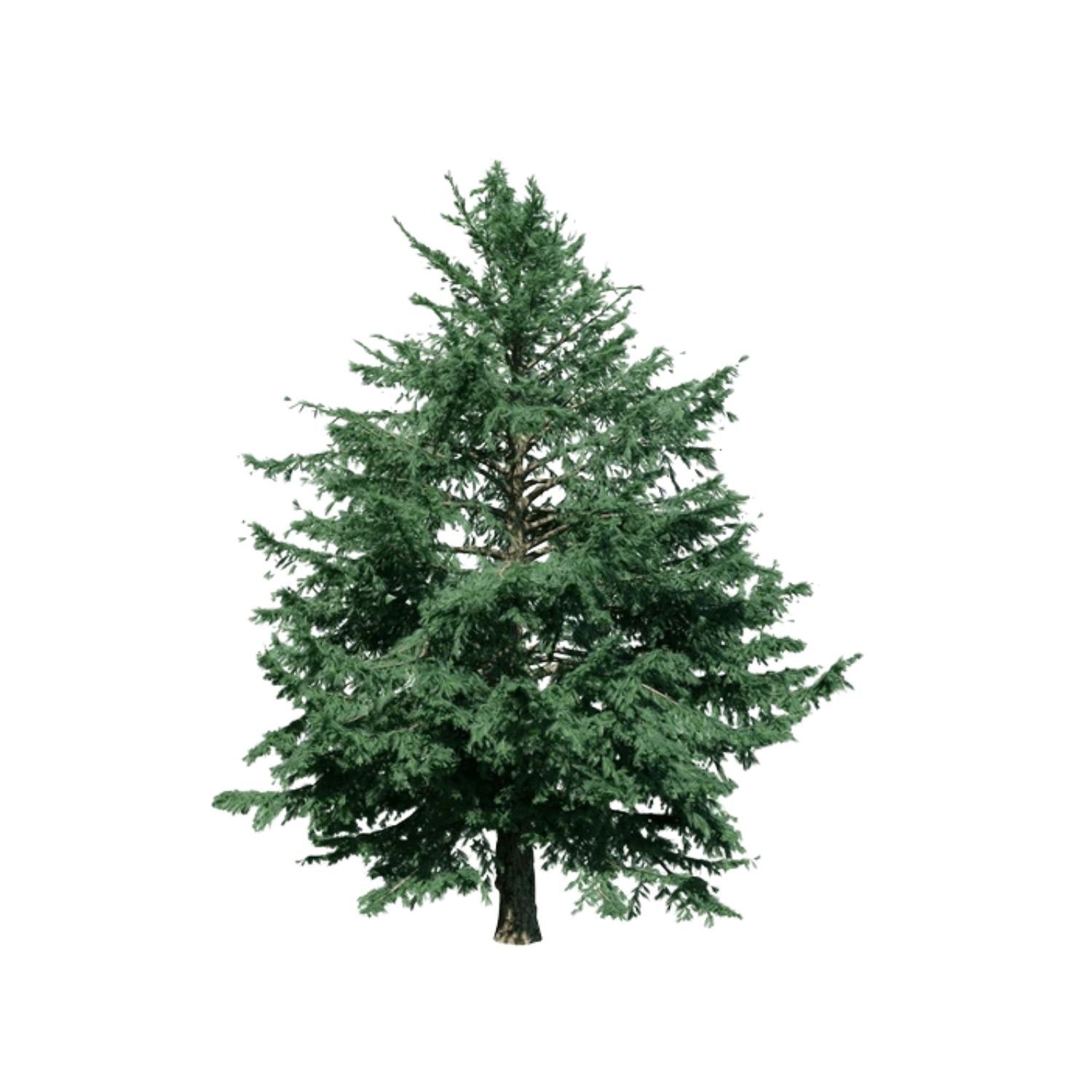 devdar (cedar)