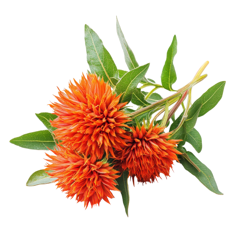 Safflower